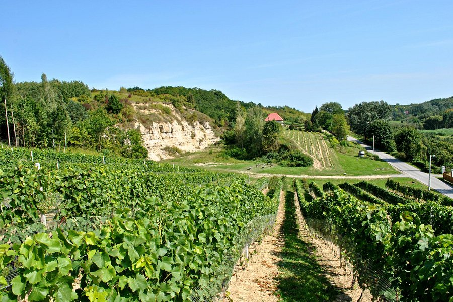 Sandomierska Winery image