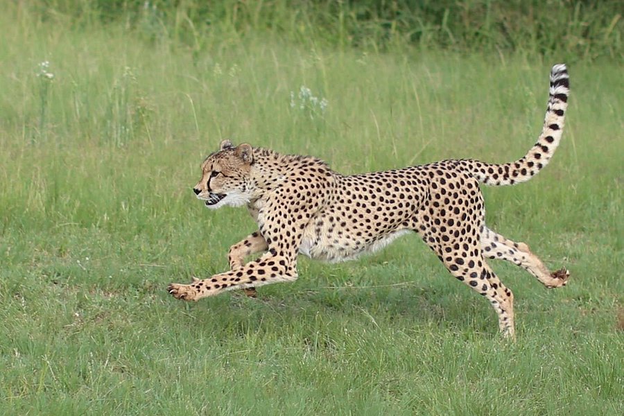 Ann van Dyk Cheetah Centre image