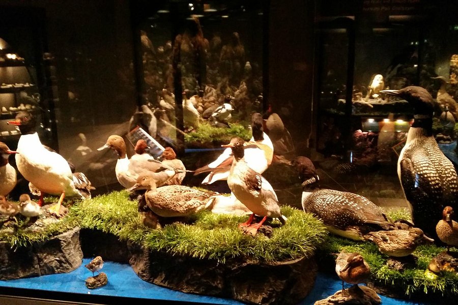 Sigurgeirs Bird Museum image
