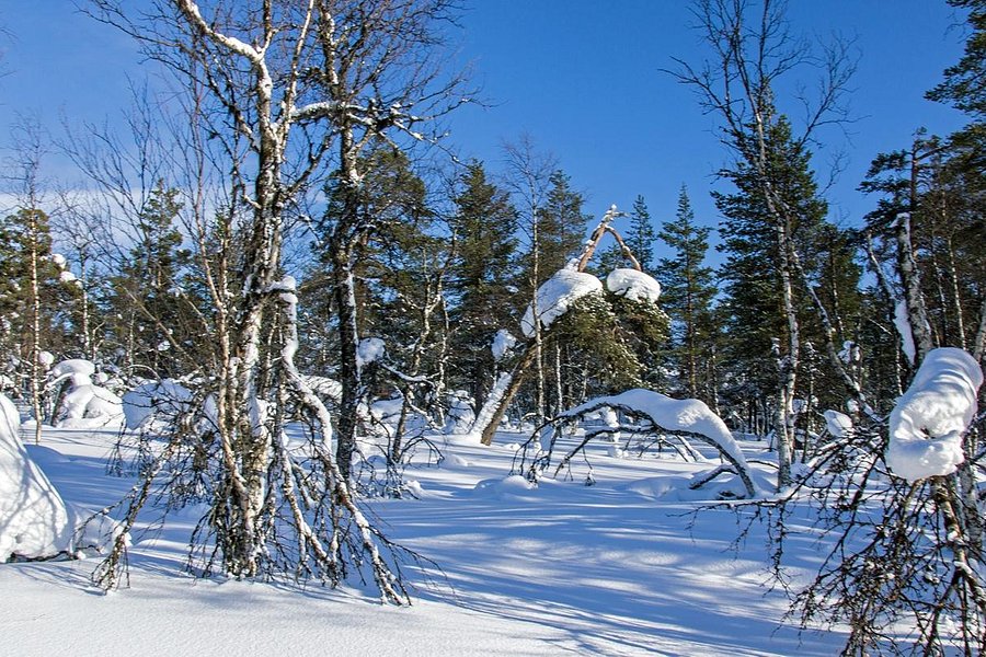 Urho Kekkonen National Park image