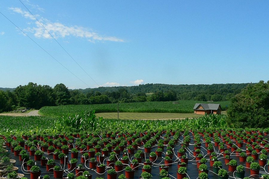 Liberty Ridge Farm image