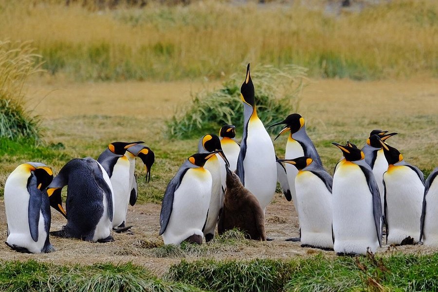 Parque Pinguino Rey image