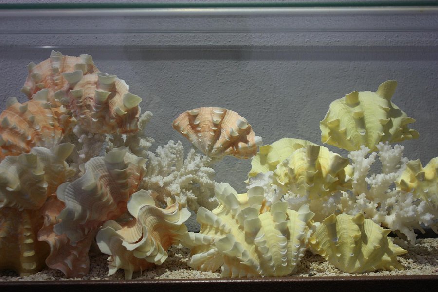 World Seashell Museum image