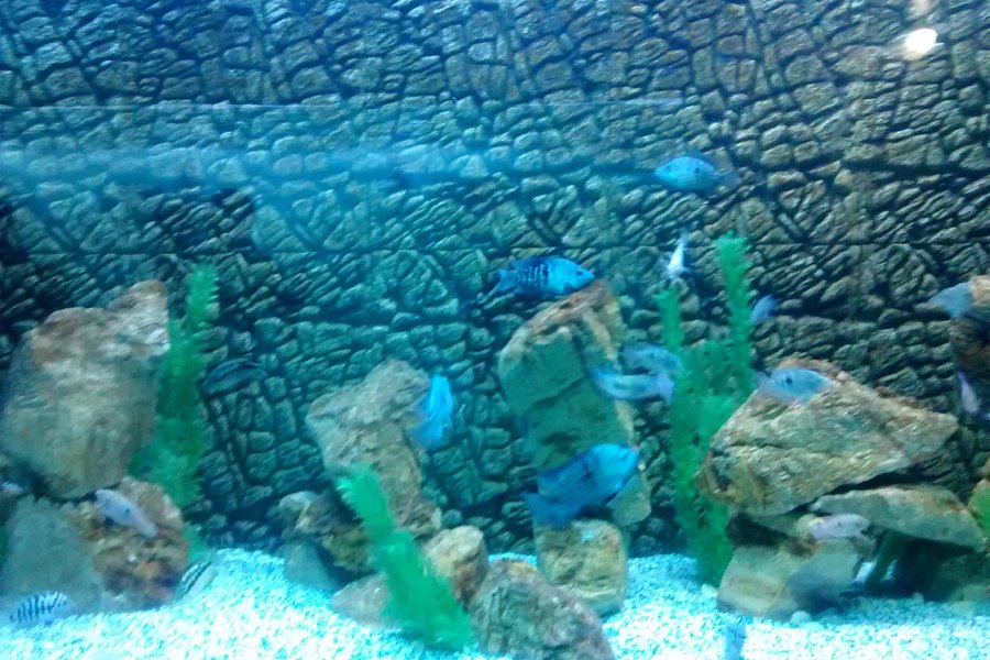 Jagdishchandra Bose Aquarium image