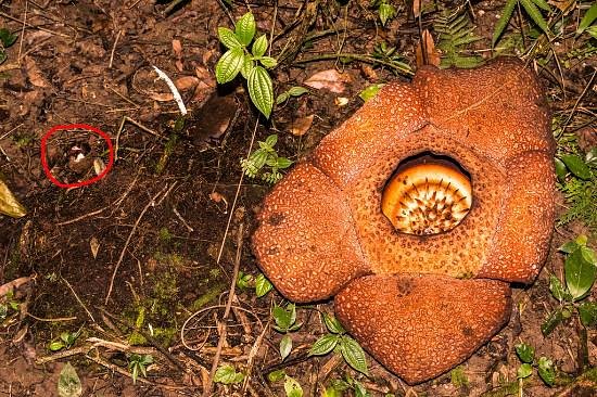 Kokob Rafflesia Conservation Garden image