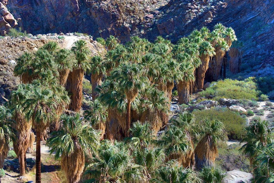 Palm Canyon image