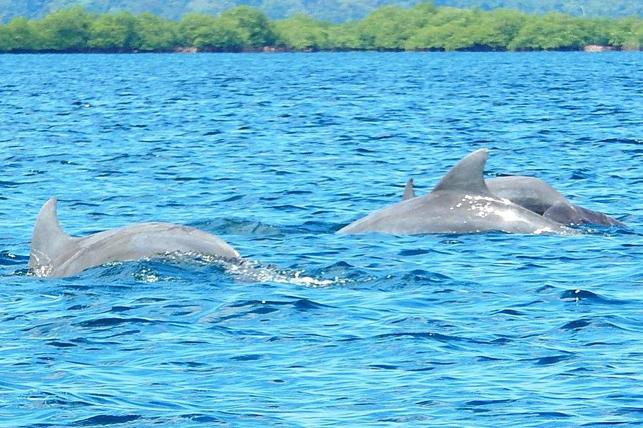 Dolphin Bay Preserve image
