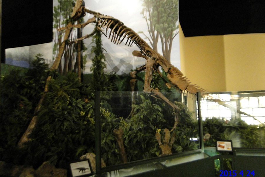 Naranjo Museum-Natural History image