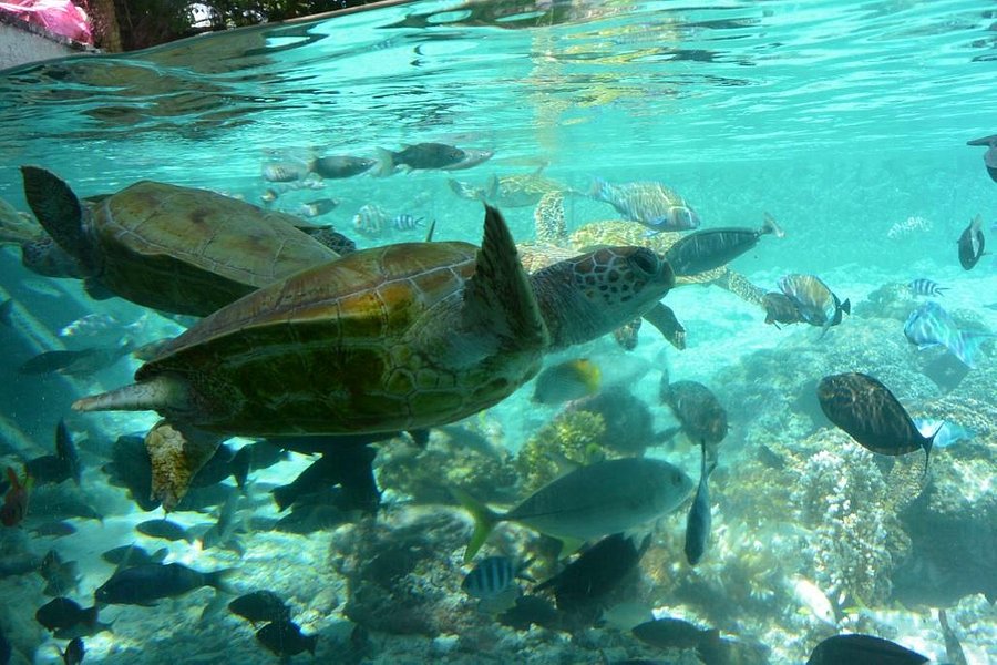 Bora Bora Turtle Centre image