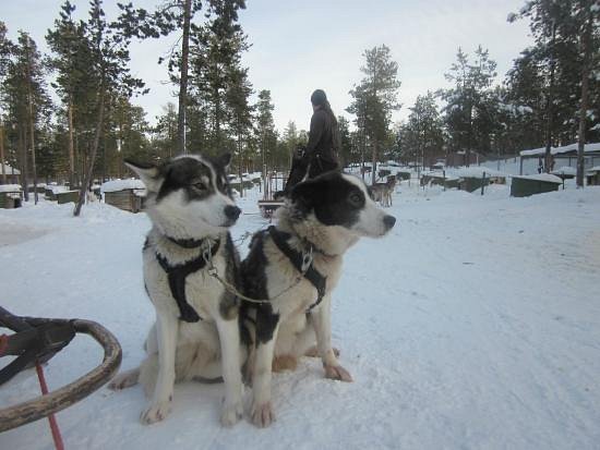 Guesthouse Husky - Day Tours image