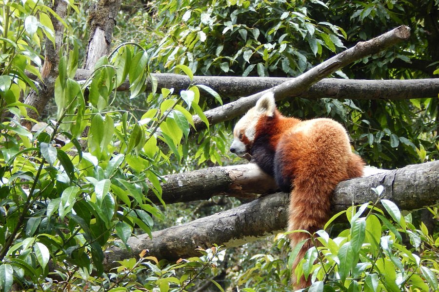 Padmaja Naidu Himalayan Zoological Park image