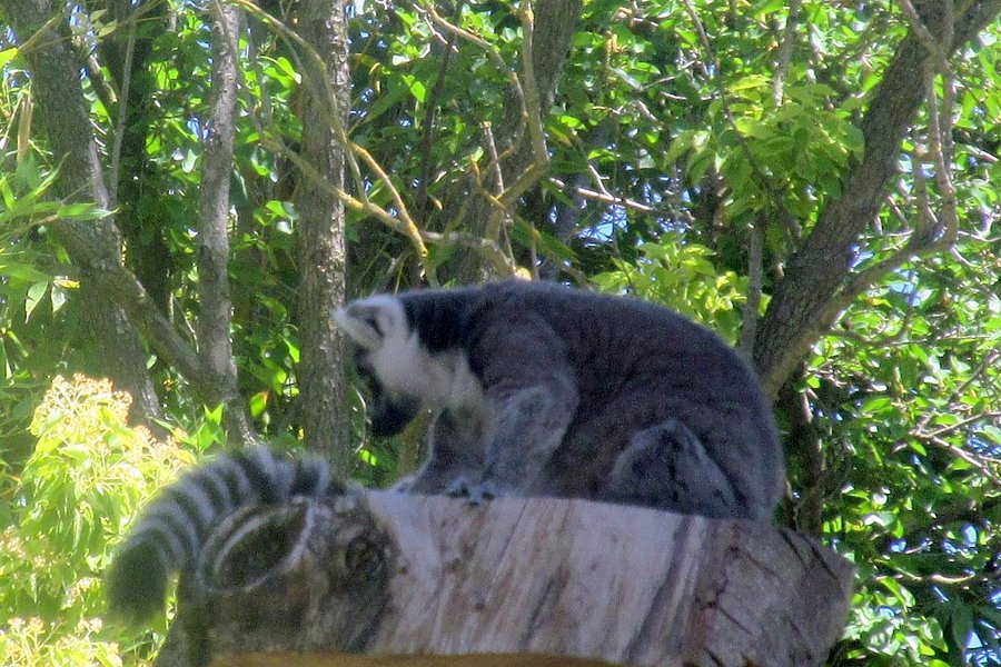 Micke Grove Zoo image