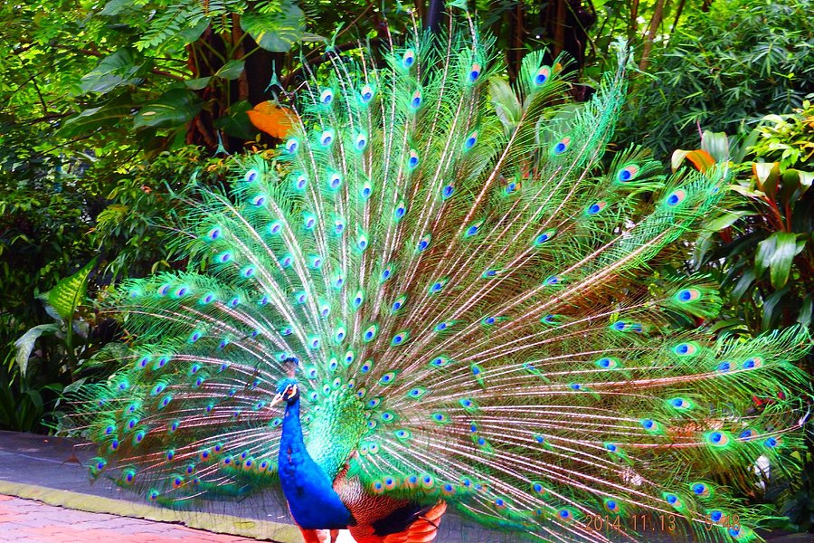 Kuala Lumpur Bird Park image