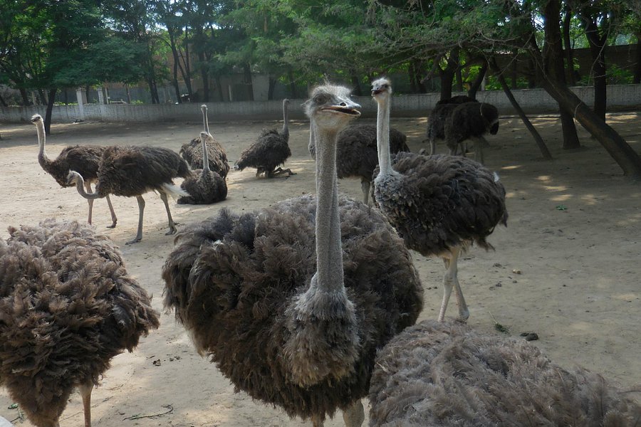 Heron and Ostrich Park image