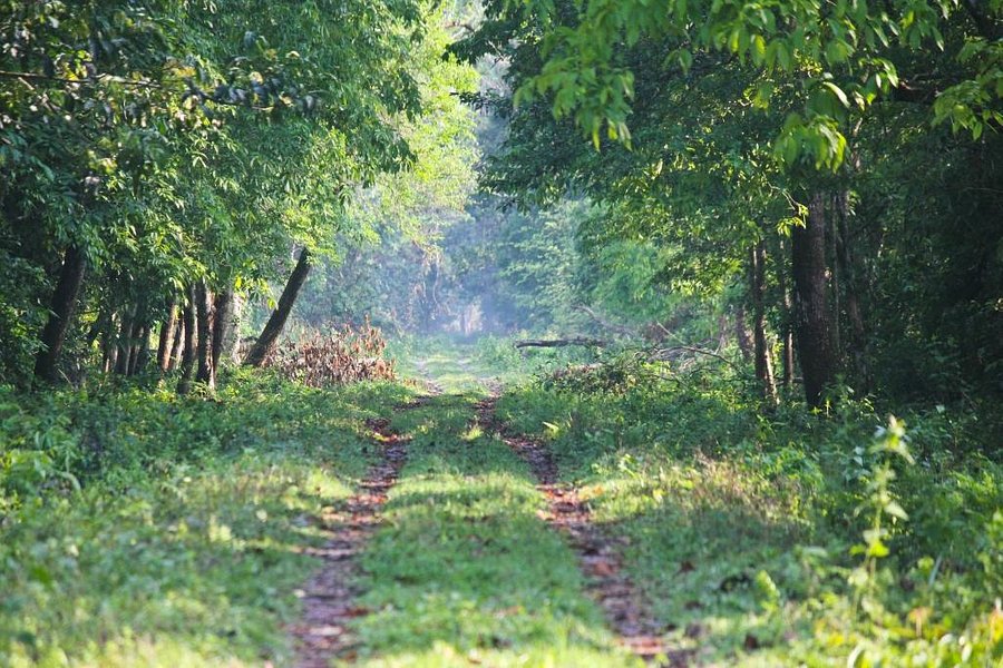 Gorumara Forest image