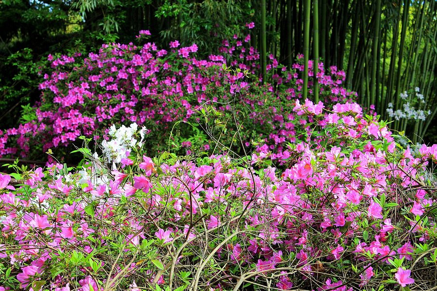 Sukhumi Botanical Garden image