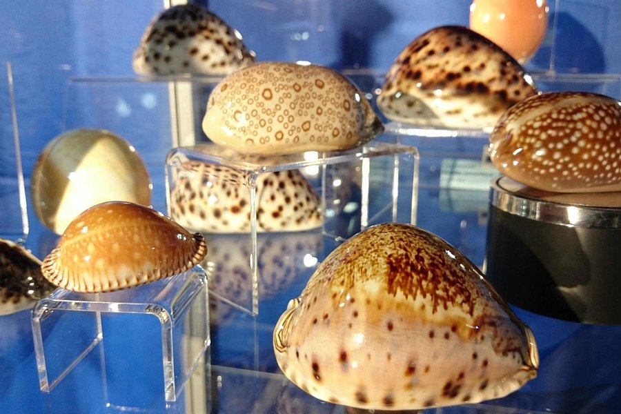 Magical World of Shells Museum image