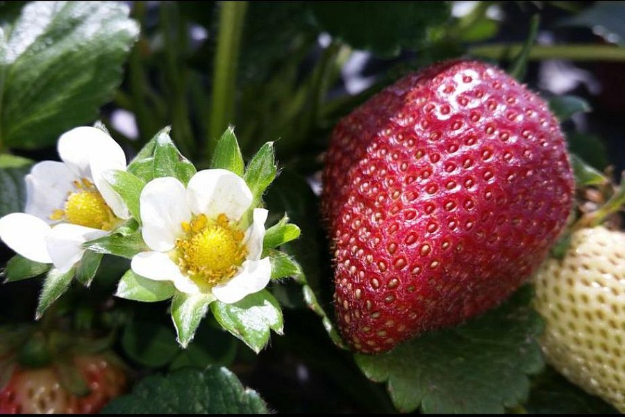 U-Pick Carlsbad Strawberry Company image