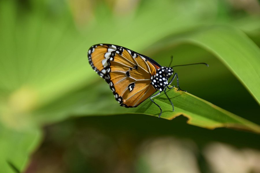 Zanzibar Butterfly Centre image
