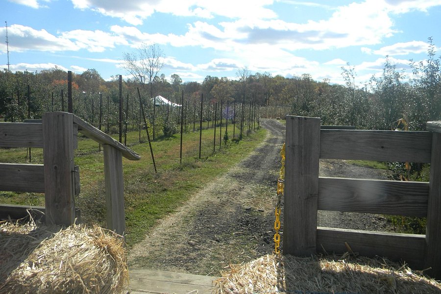 Sun High Orchards image