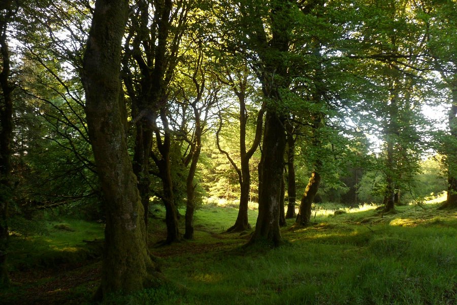 Knockmany Forest image