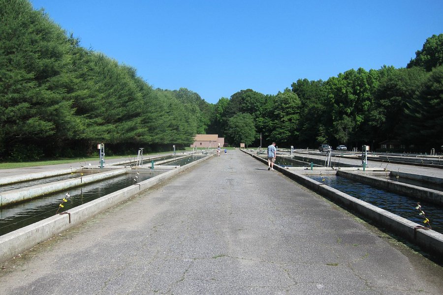 Buford Trout Hatchery image