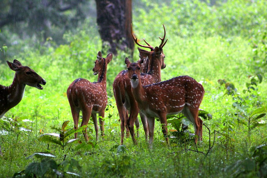 Nagarhole National Park image