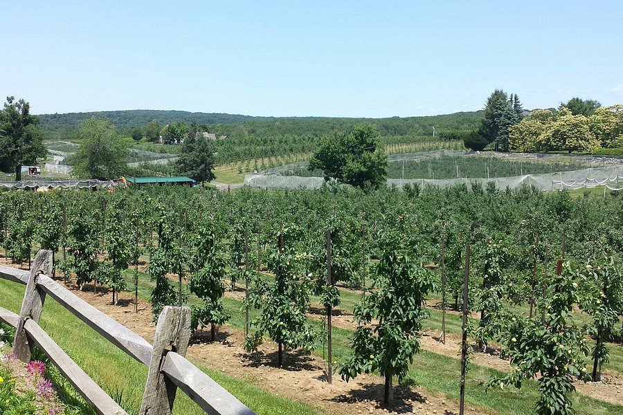 Belltown Hill Orchards image