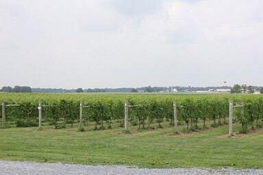 Crow Farm and Vineyard and Winery image