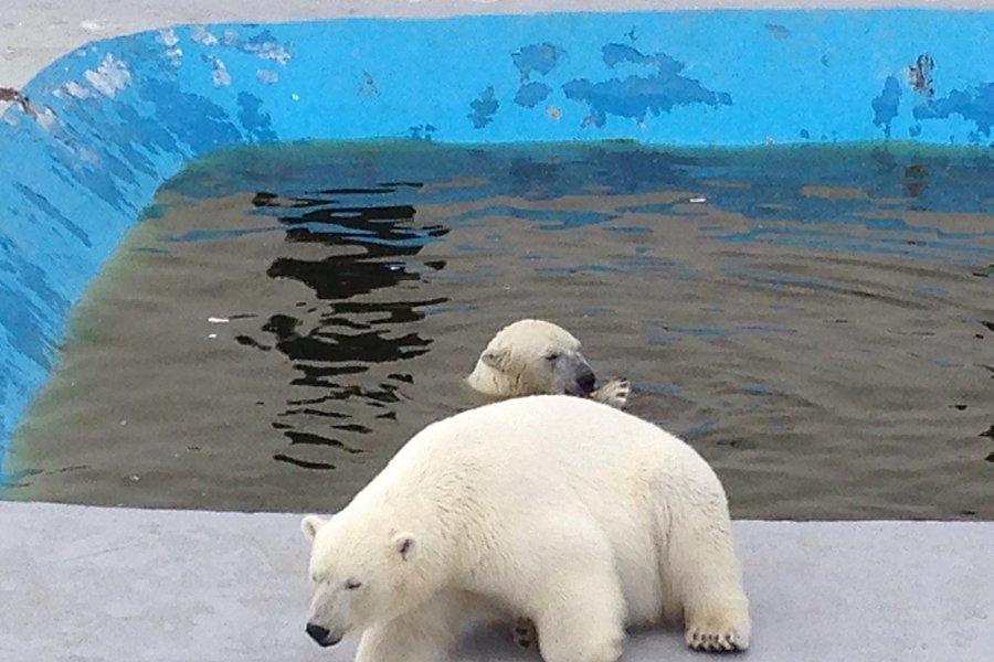 Yakutsk Zoo Orto Doidu image