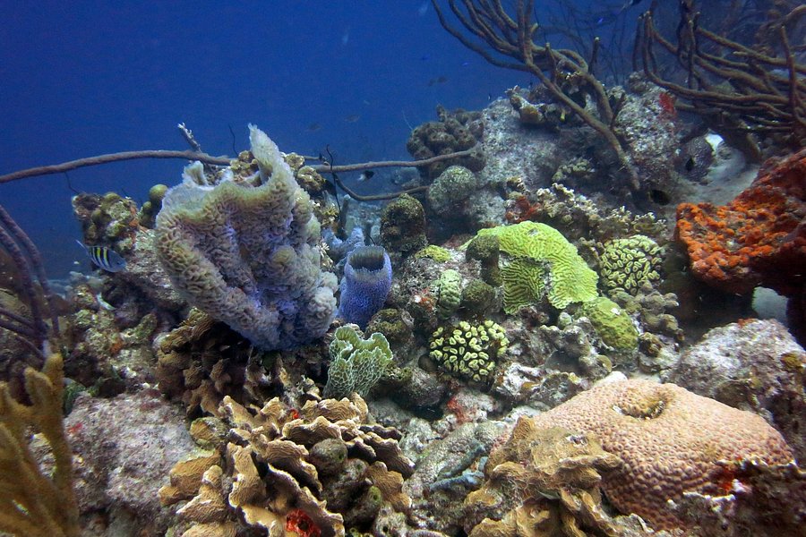 Bari Reef image