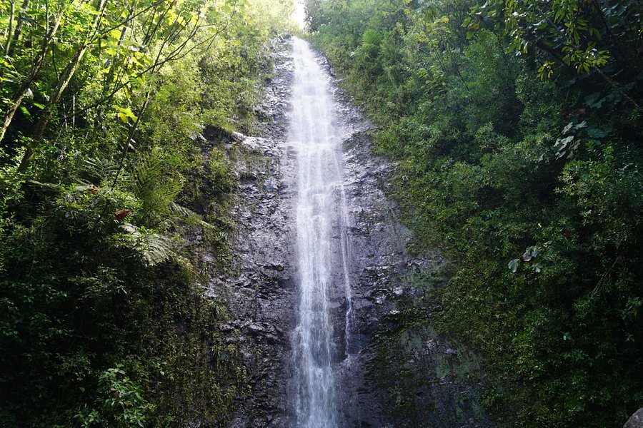Manoa Falls image