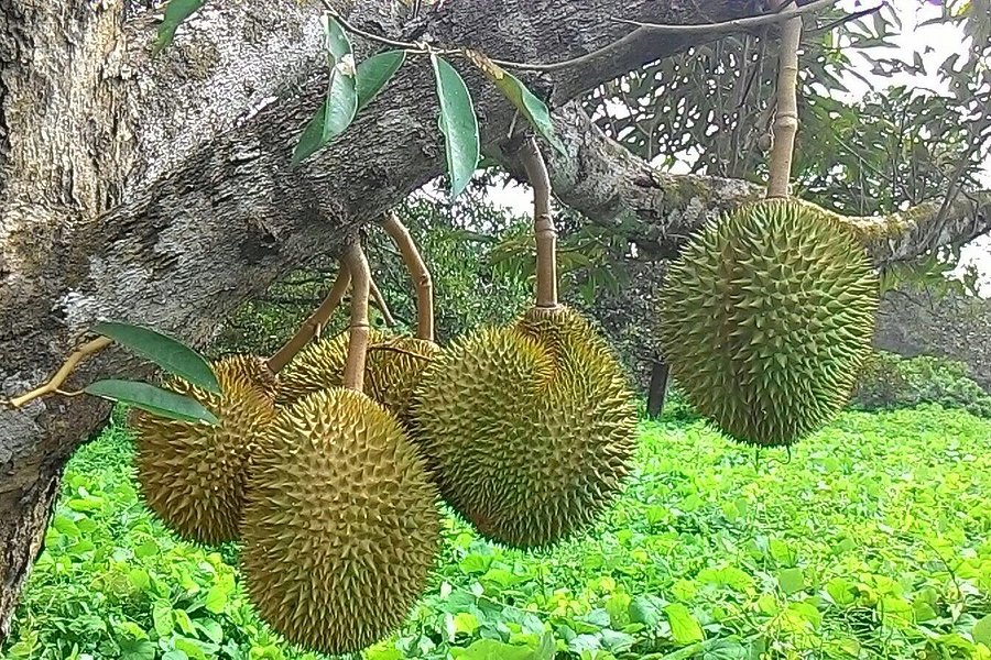 Karak Organic Durian Farm image