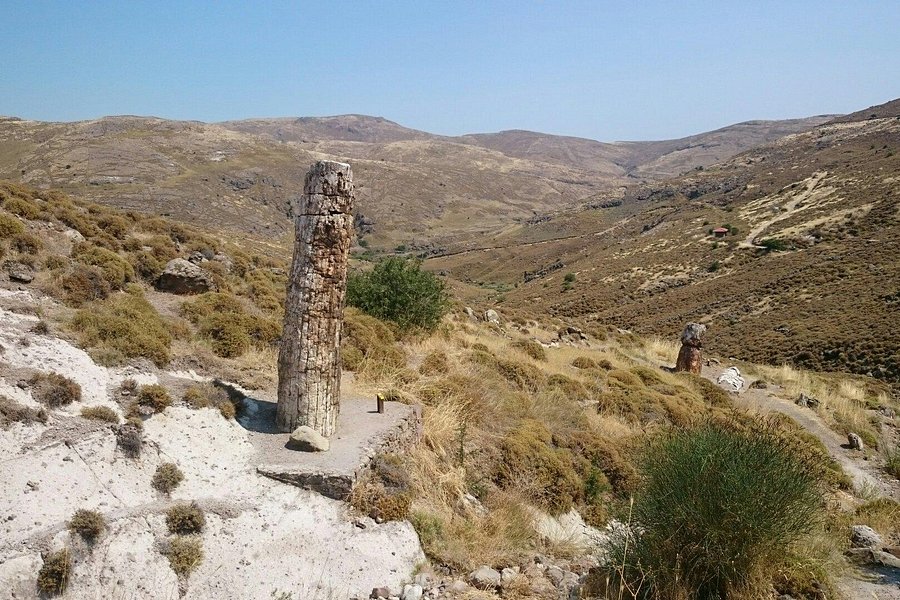 Petrified Forest of Lesbos image