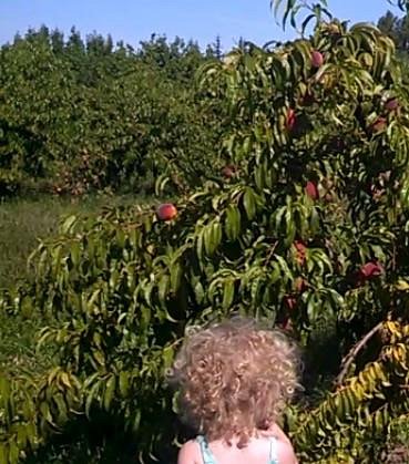 Valley View Orchards image