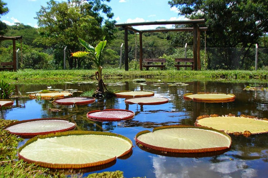 Municipal Botanical Garden of Bauru image