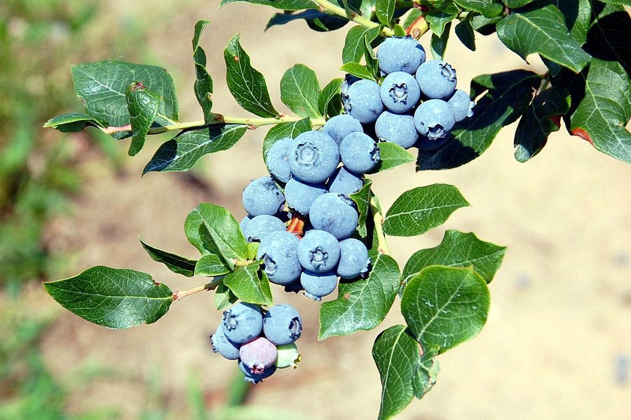 Parks Blueberries image