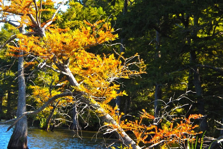 Reelfoot Lake State Park image