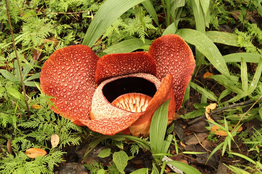 Napalus Rafflesia Garden image