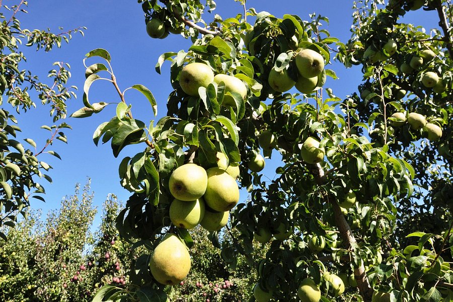 Kiyokawa Family Orchards image