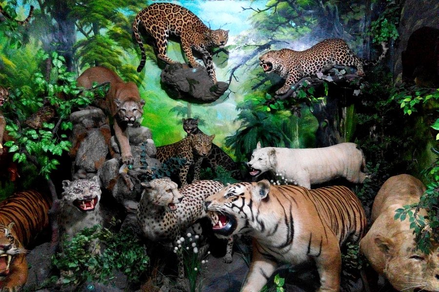 Rahmat International Wildlife Museum & Gallery image
