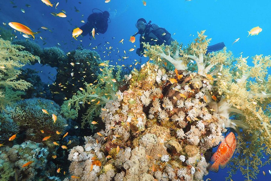 Coral Reefs image