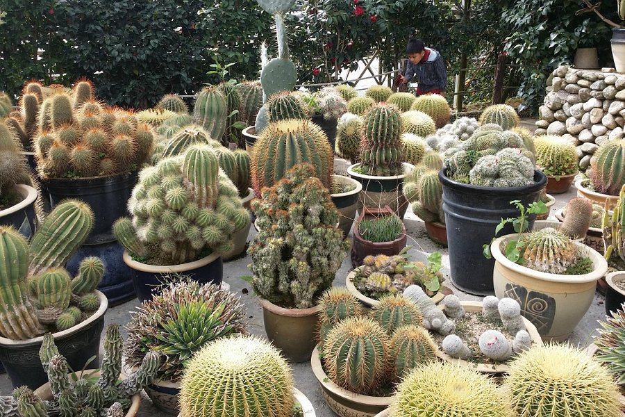 Cactus Valley image