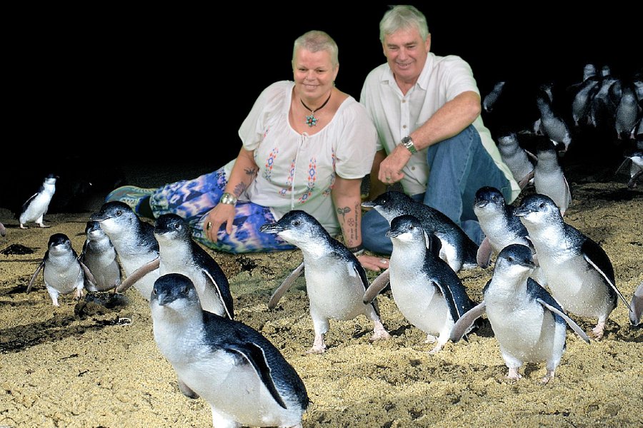 Phillip Island Nature Parks - Penguin Parade image