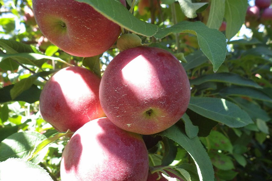 Bellinger's Orchard image