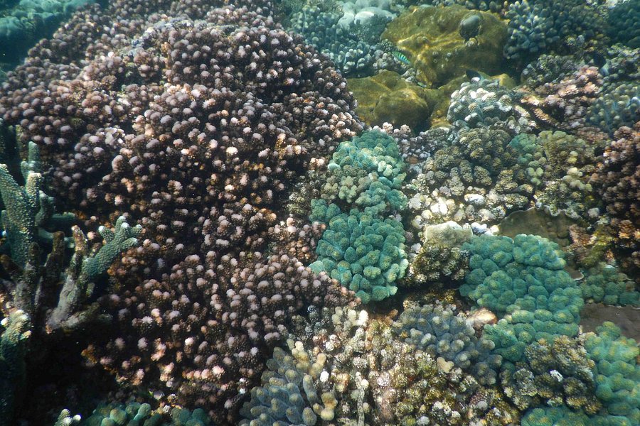 Two Mile Reef image
