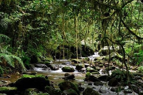 Gola Forest National Reserve image