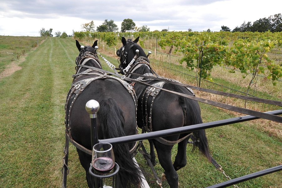 Wine Country Wagon image