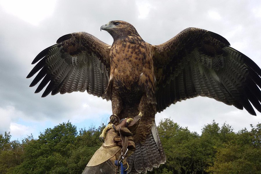 East Sussex Falconry image