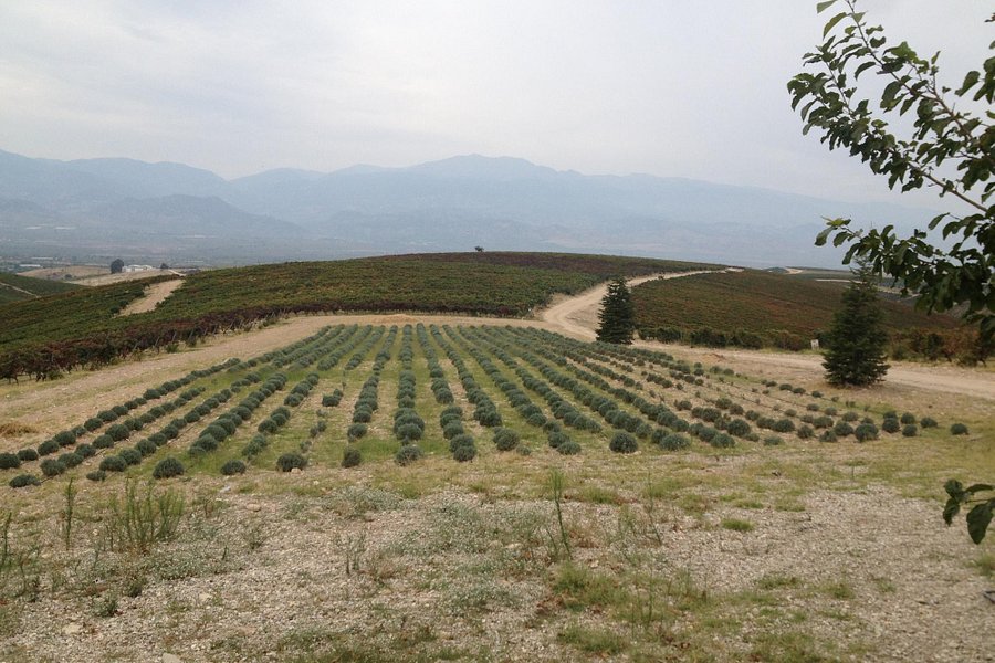 Kavaklidere Anatolian Wines image